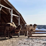 В гости к кочевникам. Поход с теплой ночёвкой в юрте поход, изображение 2